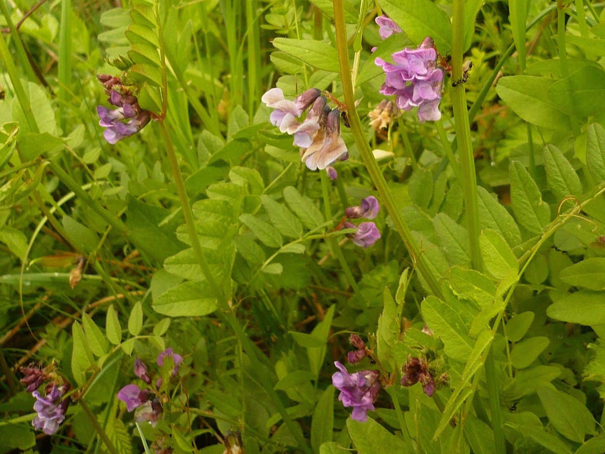Vicia sepium (Fabaceae)